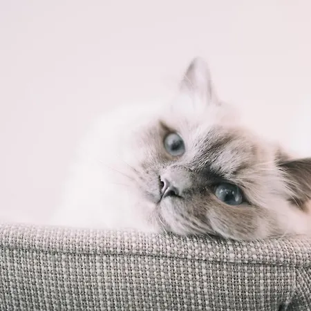 Enzian - Adults Only Obertauern